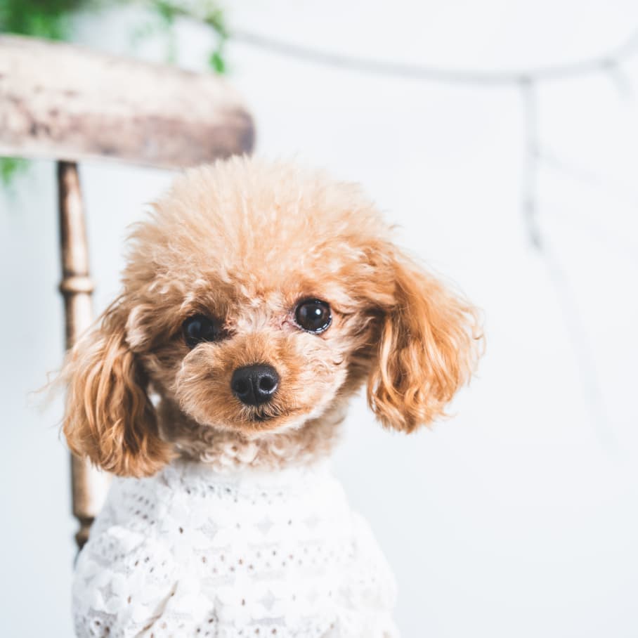 ピリナについて