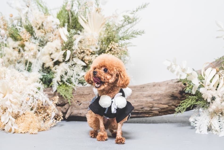 ギャラリー画像サムネイル 4