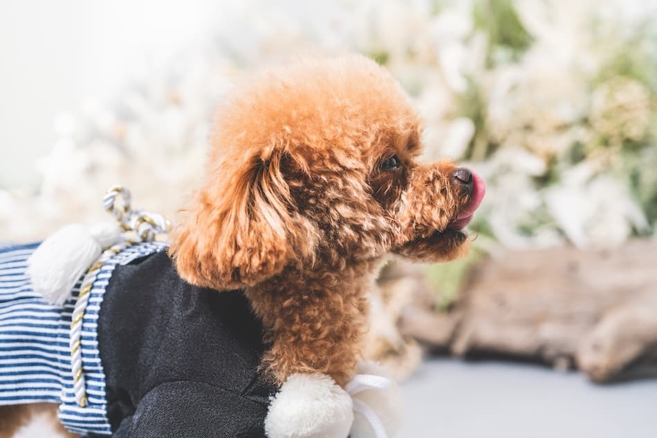 ギャラリー画像サムネイル 5